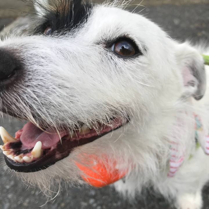 0a5354e7 0528 4808 baeb c8be454a967d 1532645889809