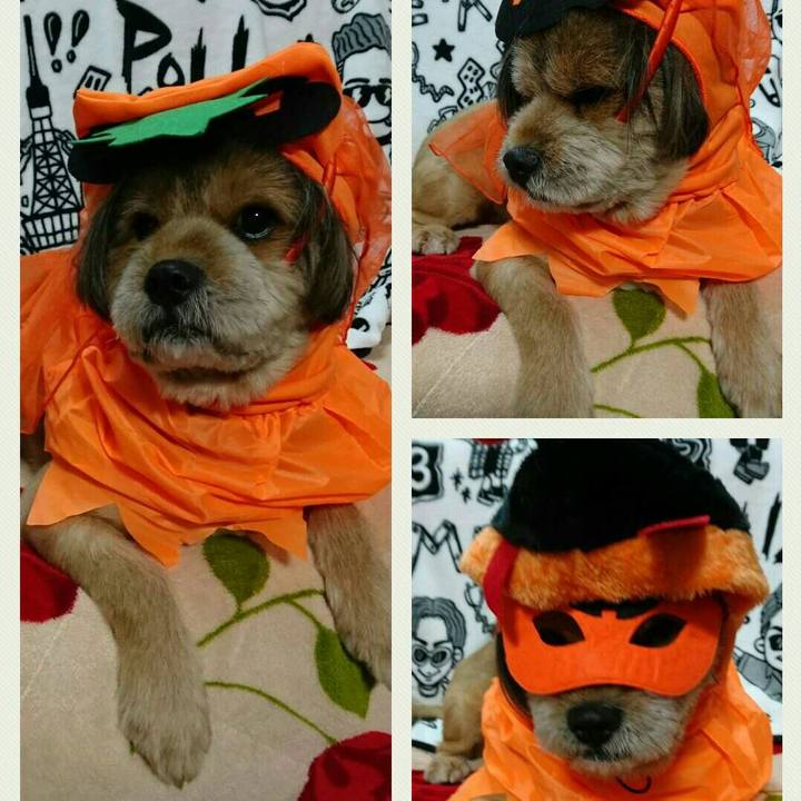 0a59af72 d4ca 4894 bb23 1f52466ed8cb 1540988296745