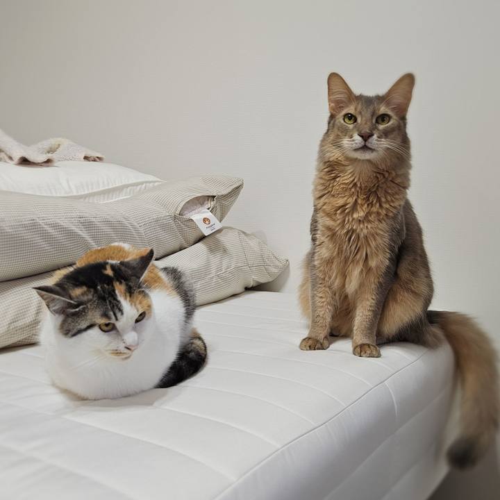 0a5b5a83 a8e6 499f a5cf ce70670de63c 1762208940750