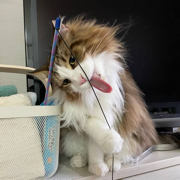 0a5c5e2a 8484 4ea0 b932 2e16b6e1a783 1686168397271