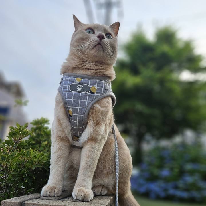 0a5cf2af e810 49ae b5a4 516ea967881f 1721035254377