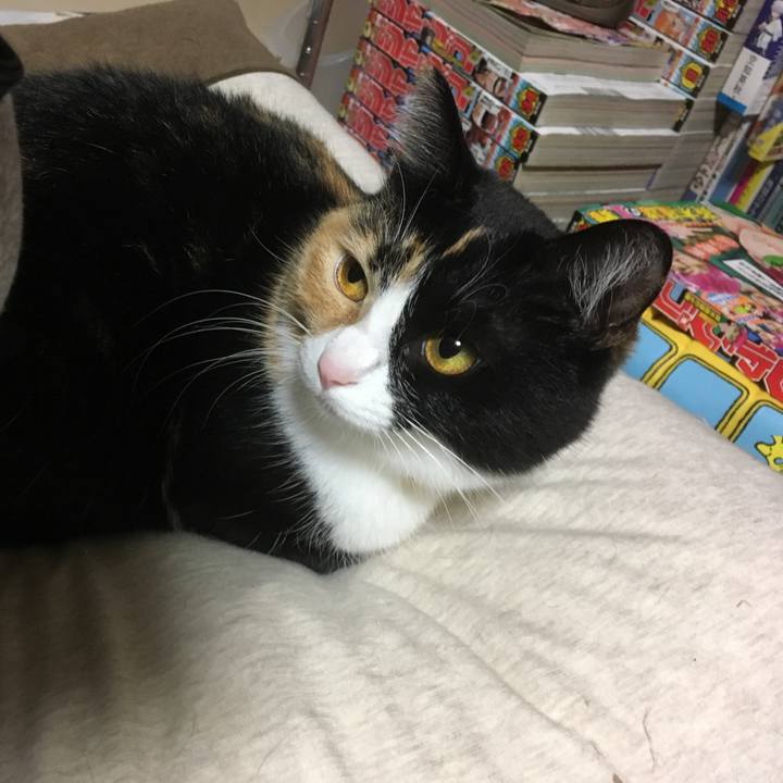 0a5dc2d2 e6ff 4b3c a16d 7b5811cd85bc 1508419398346