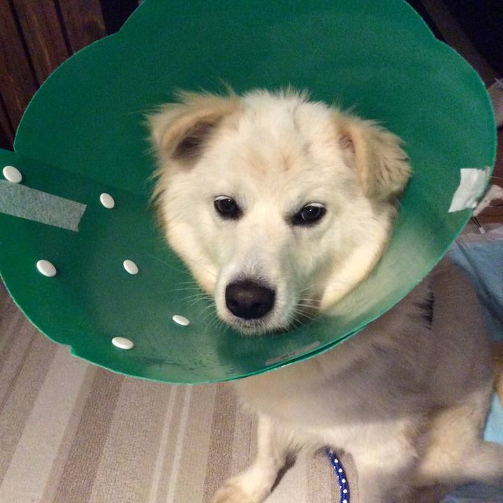 0a6660d3 cd8e 4af5 a1ab 5a53549e6be7 1517965530043