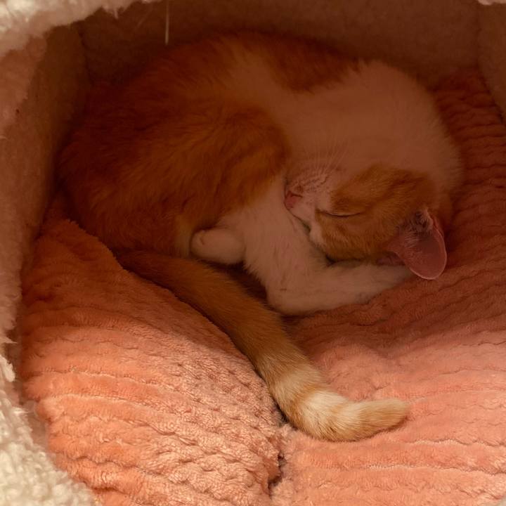 0a666ba4 4683 4529 a2ed 0245bebd32ce 1763034920484