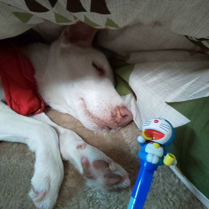 0a69ac22 4b31 474d bb38 5fbbb7a7fa93 1549886728535