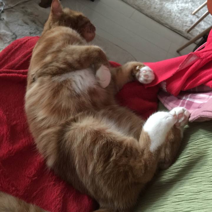 0a69bb6b 8911 4bac a528 88786b664c90 1528062034538