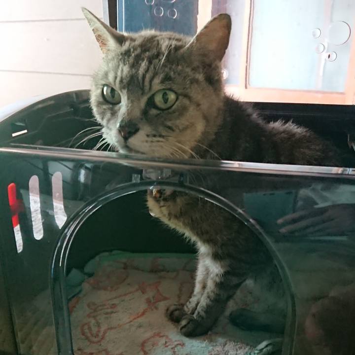 0a6add07 fb1c 4ad7 b2dc bddee1146cb4 1596261822705