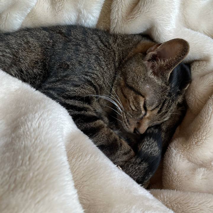 0a6b395d 342c 4eef 90e4 6d264fb95a27 1607564460569