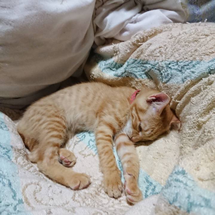 0a6de848 c5d9 4ec4 9c34 4468a69f1aee 1632230215325