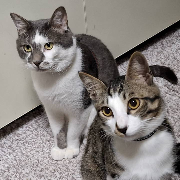 0a6fb553 abfc 4084 a04b 84e92d7e5e0a 1747956572302