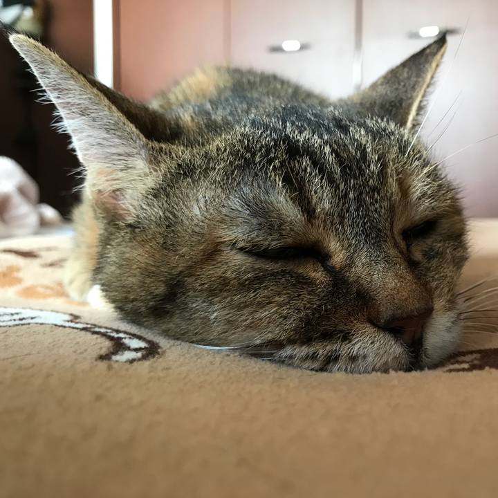 0a70dd81 6463 4e49 8b30 ba45dc44434f 1529208316208