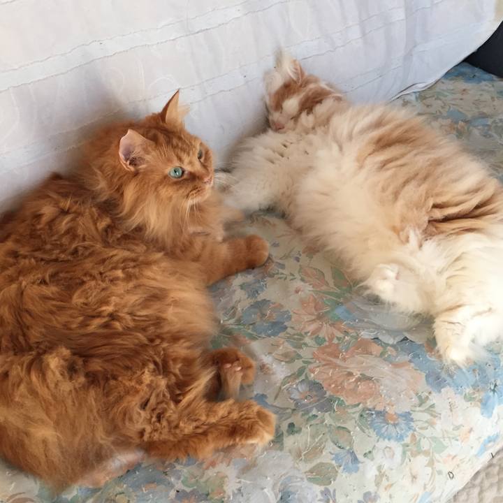 0a715a8f d2a6 4925 8548 51a89c1b5f95 1509141019673