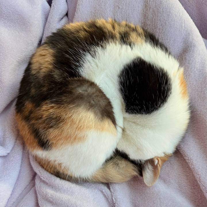 0a71eec2 d1f8 40cc 8a24 454ef15238b4 1735086394577