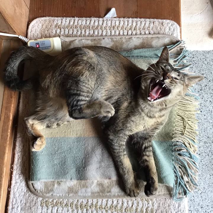 0a736ce2 78b2 4f21 b440 ab1f65e0f46d 1584956772733