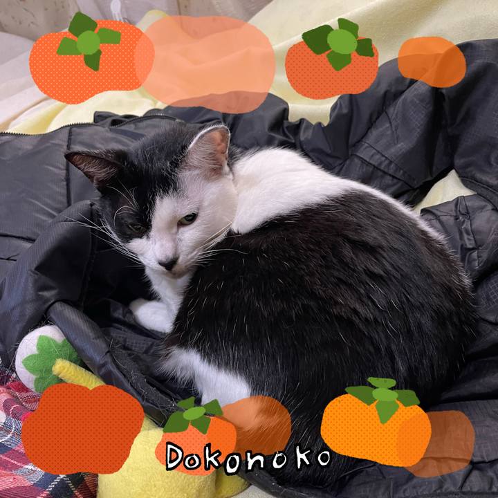 0a77ef76 4bb6 496b 83e6 baffea9e71d5 1761778283818