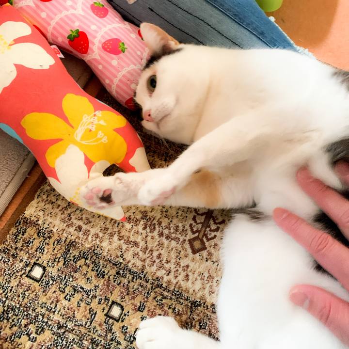 0a7802bc dd33 4766 98d9 5506c2d0d39c 1589417567368