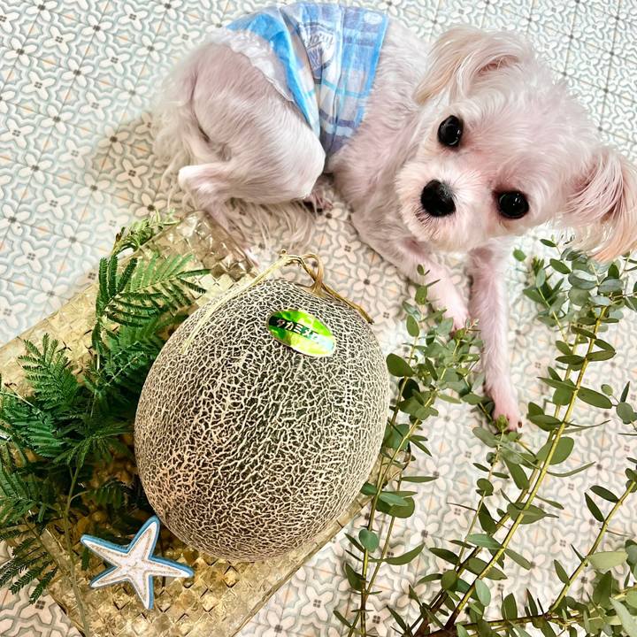 0a7c35a4 c5e5 4371 aff2 cc960bb28895 1658996597792