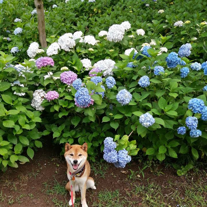 0a7df3ea 7348 4647 a12b e531eb25e5ee 1592183231042