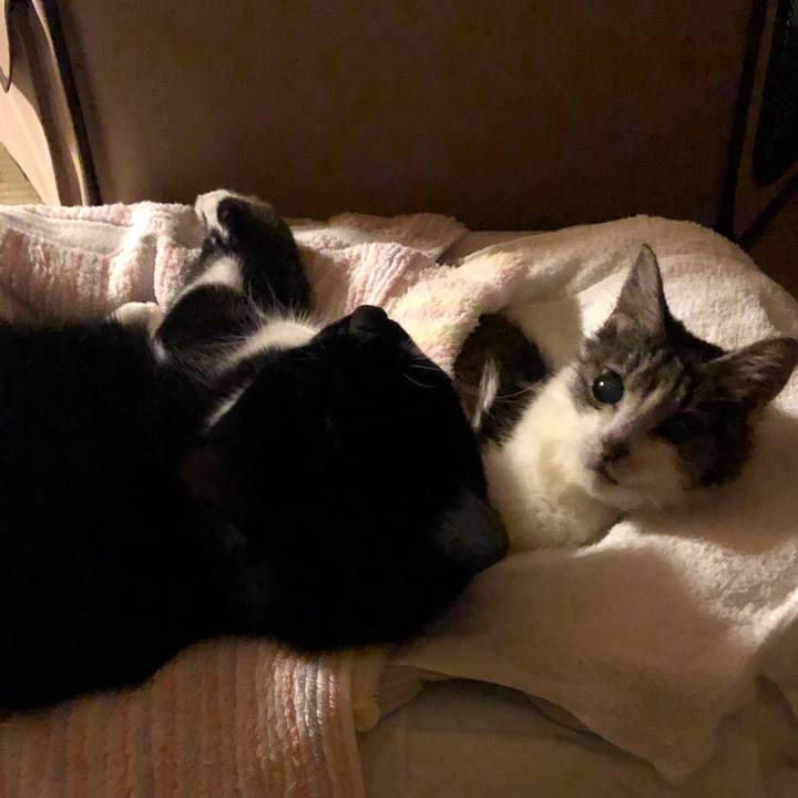 0a7e5cd5 7a4a 4134 9f1c 5b7c1bf27092 1534165993959