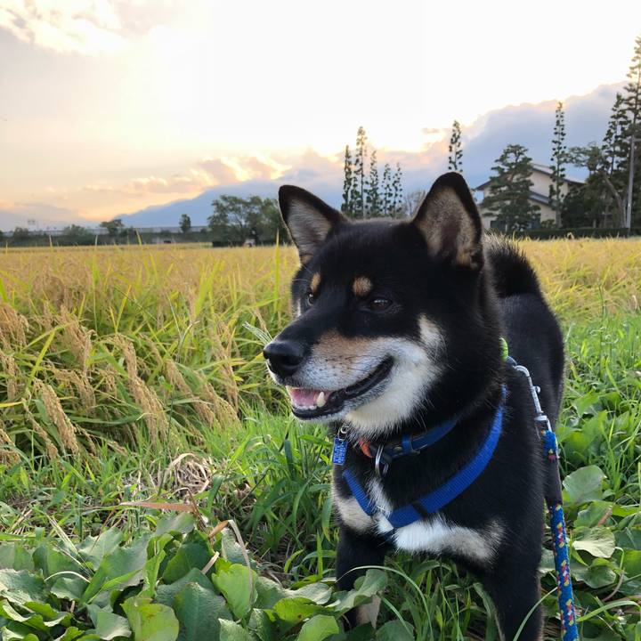 0a7fb45c e14c 4616 ac1e 87d5c9a4afea 1537269010977