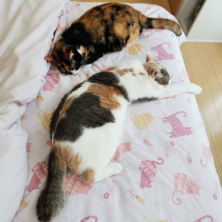 0a800687 c4b2 4175 825b fda477de956b 1622794803247