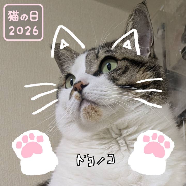 0a84deb0 0056 42e8 8d85 bf0eae976981 1771799326332