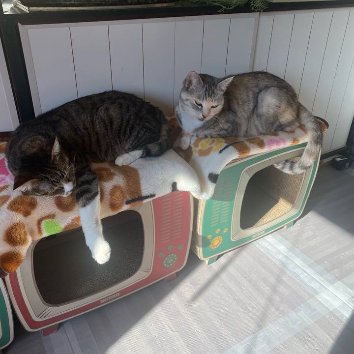 0a851913 696c 4f58 8d47 472a10c80f29 1638496828755