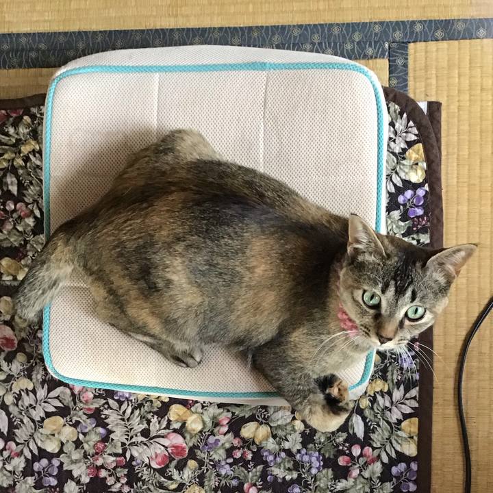 0a86d71e c433 4d9c 92e0 7511c3caa6a3 1591682691653