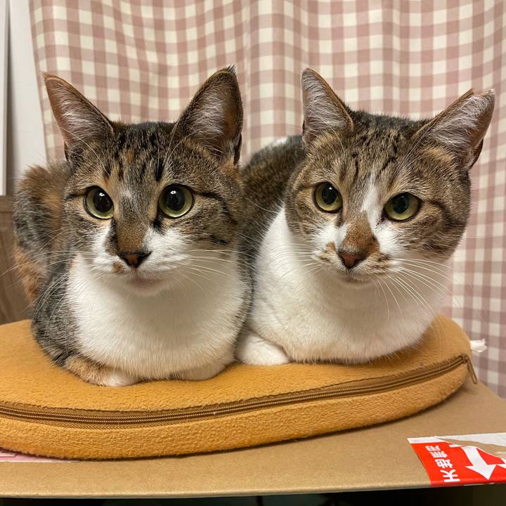 0a877918 0fa5 48a6 ac56 29c95fead04b 1671620381935