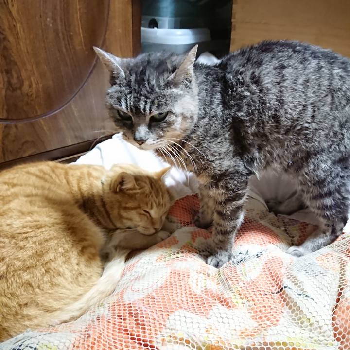 0a898f4a c83c 4b3b aa97 c5a5853edd24 1585483664861