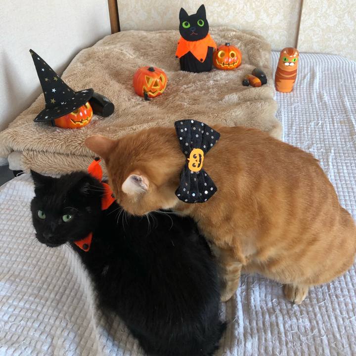 0a8b687a 76e0 4647 bd72 39837c5ba401 1635056369815