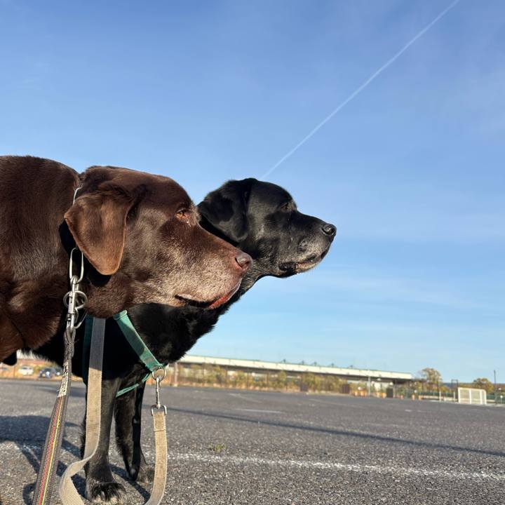 0a8b8dd6 39de 4e61 8e2a b35a02b64986 1773663584556