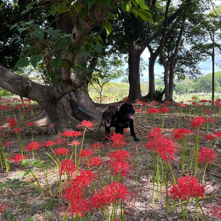 0a8e2a5f dff7 4f60 8510 60a15db722b7 1759232291618