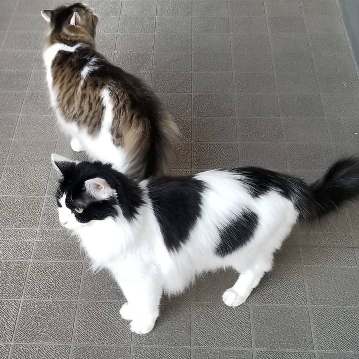 0a92fe3a b803 4753 b875 be4c3e288427 1565256747895