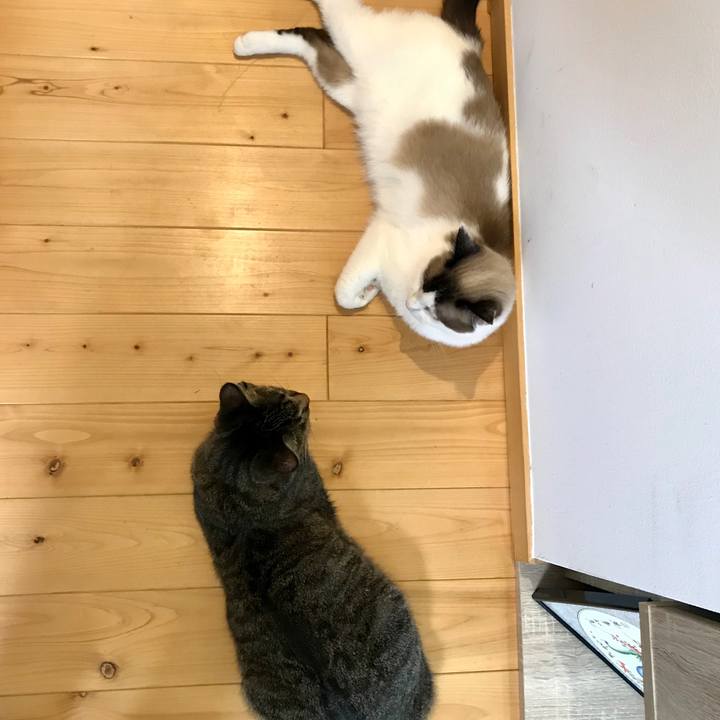 0a975699 1506 43ef 8d09 1db3a3eddefd 1565135482352