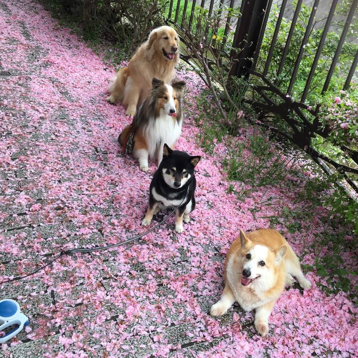 0a9f2e0e 3d42 4d10 b277 9000c1524da7 1556157829272