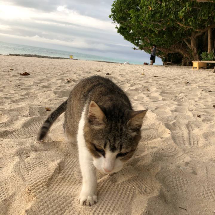 0aa0857a e348 4b8e 9268 b7f22e3a6547 1543915920485