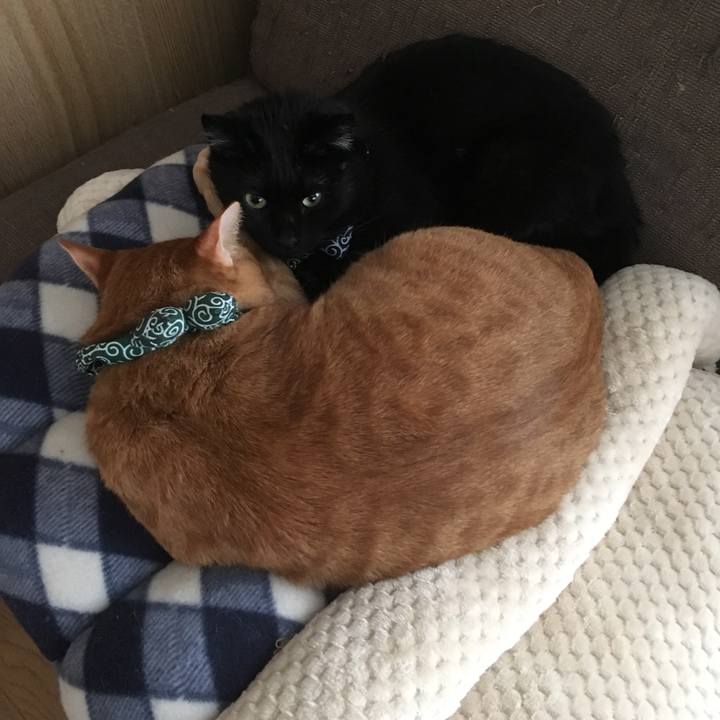 0aa81b86 5bfd 49fb 84ee d9f8807bb21e 1546145369580