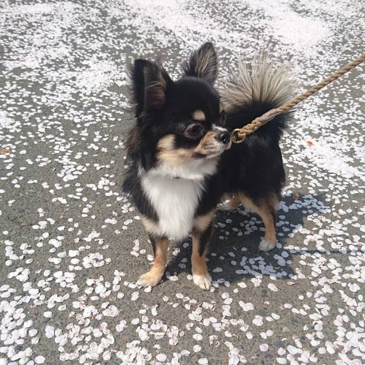 0aa8bd72 835f 4c4a aa4b 1ddf313180cc 1522678957449