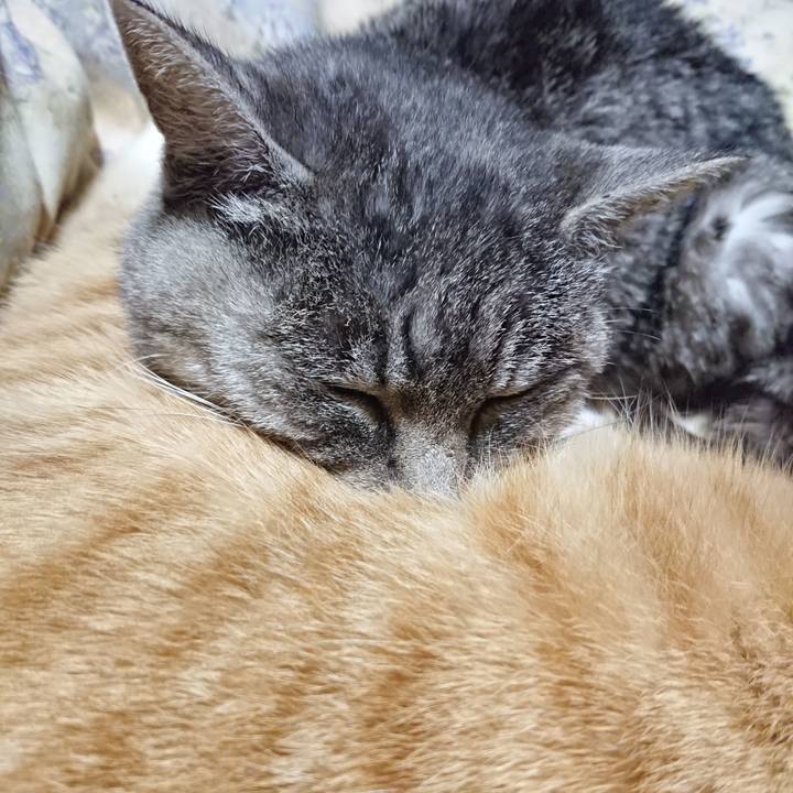 0aa985f2 16ec 4a71 a5ea 1734819e0ae7 1575981161849