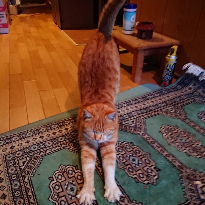 0aab38bf 97c4 431a 98cc 9a2f66806237 1583916471374