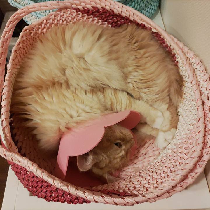 0ab824bf 1677 45a1 b211 f32b11f4743d 1688650106549