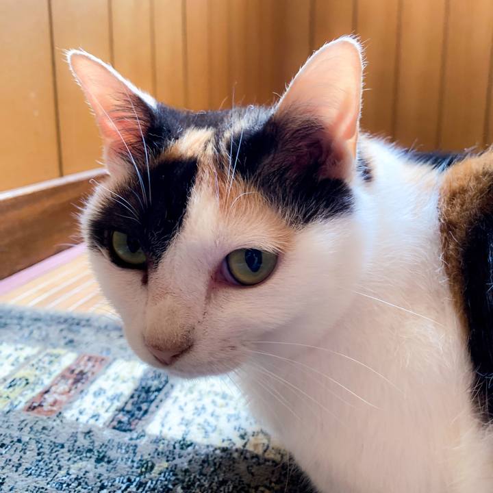 0abc4ff5 0dc5 4339 ac44 954f3187a30e 1564534110440