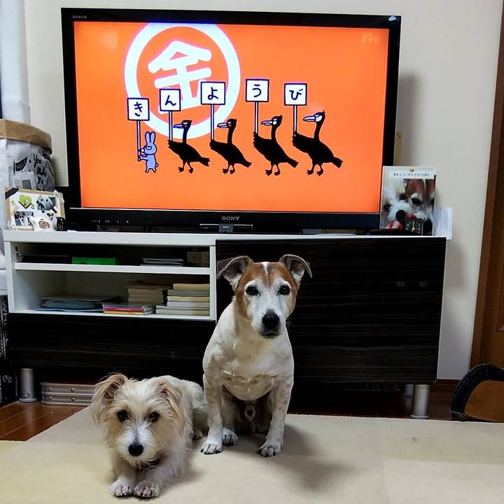 0abe82ea 219b 4046 b709 c0c8d74fe31f 1554417116475