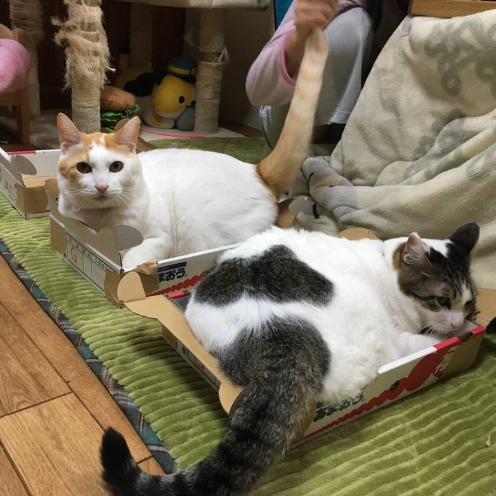 0ac01688 cec4 4f6d 97f0 91aacd11bda6 1551511352207