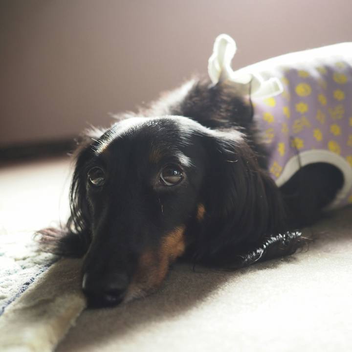 0ac54d4c c7d0 4fde 8ff1 62215a1e7ae3 1570585416238