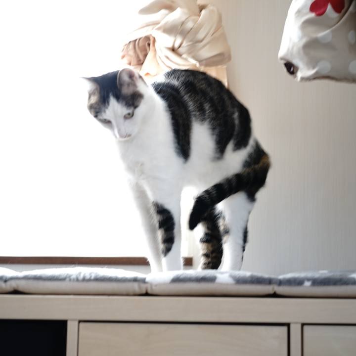 0ac8488a 0d4c 4642 bd29 18067d2ed3fa 1556805016099