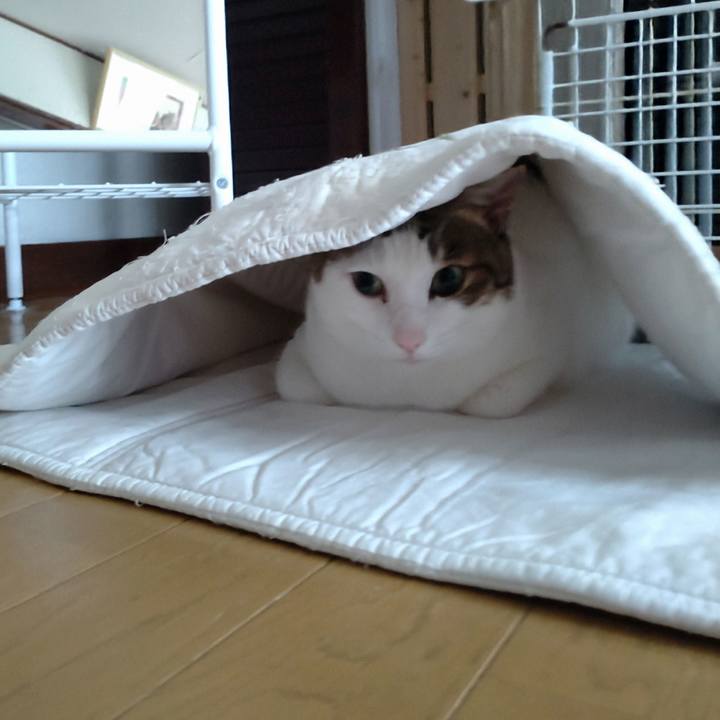 0ac8bc22 89c1 4842 bb64 6b25982a43ec 1758413117996