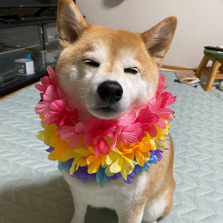 0acaa0cc c77f 4717 9cba 32b0ee2f506d 1652965239623