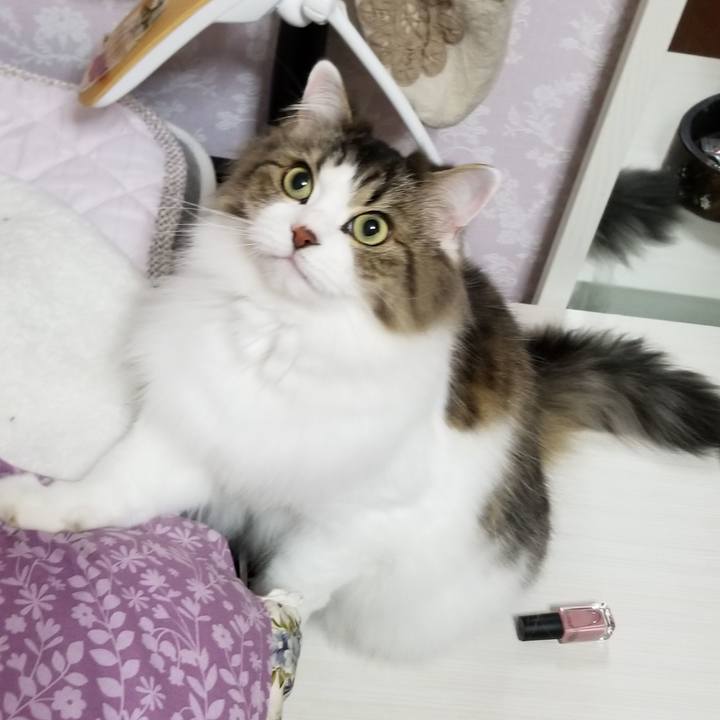 0acc31f4 e906 4435 bea4 119505b9c13b 1543241350441